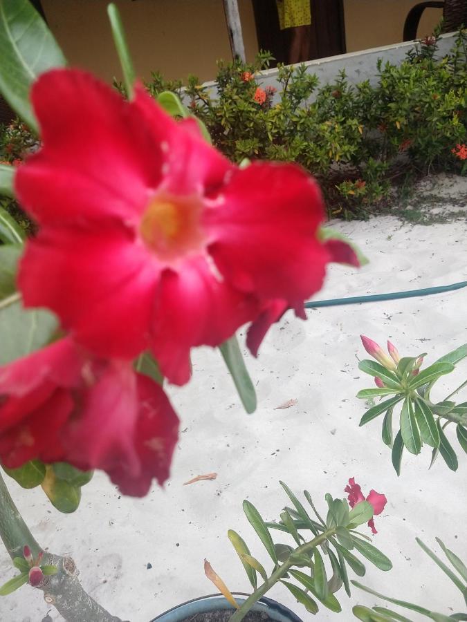 Pousada Flor Do Deserto - Mandacaru Santo Amaro do Maranhao Exterior foto